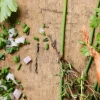 Picard Mélange pour salades* Produits Nutri-Score A|Herbes Aromatiques